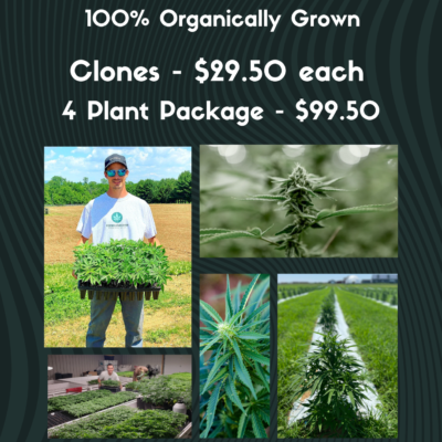 Seasonal Clones Are Here