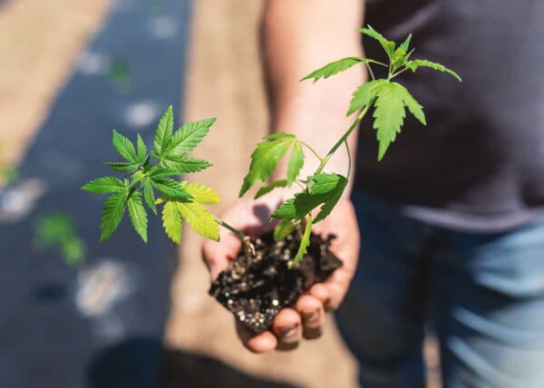 Hemp Full Hero